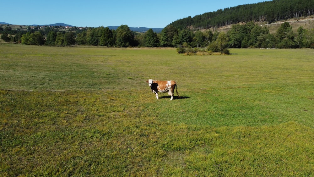 a brown and white cow standing on top of a lush green field