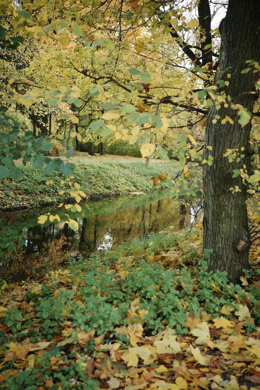 a river running through a lush green forest