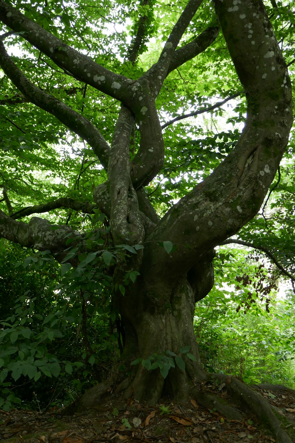 a large tree in a forest with lots of leaves