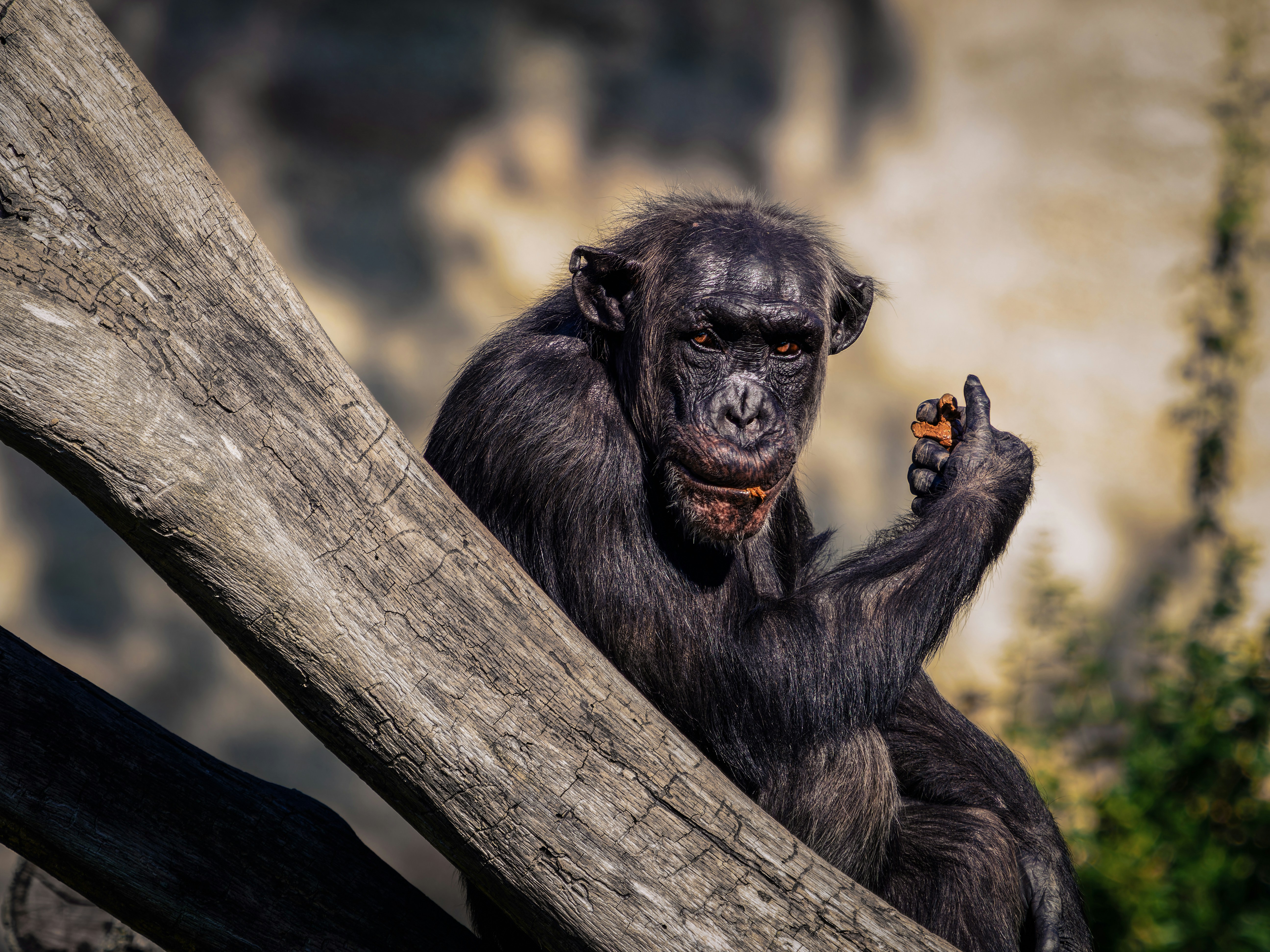 Photo by rolandkurth