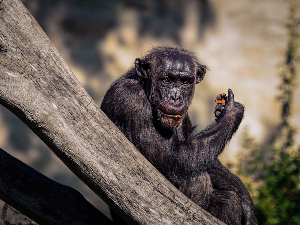 a close up of a monkey on a tree branch