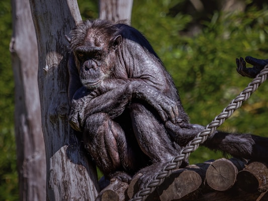 A chimpanzee is sitting on a wooden structure, appearing contemplative with its arms crossed. The chimpanzee has a pensive expression and is surrounded by natural elements like tree trunks and greenery.