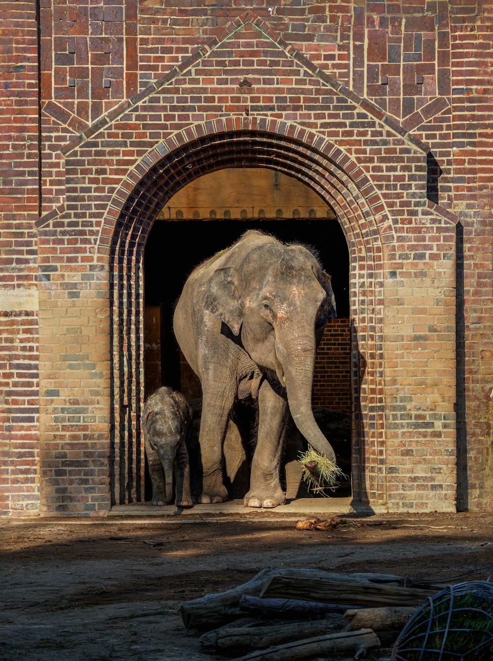 an elephant and a baby elephant standing in a doorway