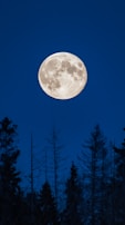 Full moon glowing bright above silhouettes of tall forest trees, casting silver light on the ground.
