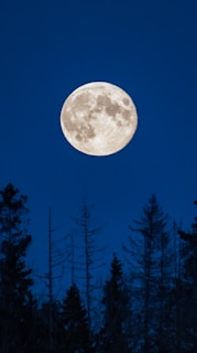 Full moon glowing bright above silhouettes of tall forest trees, casting silver light on the ground.