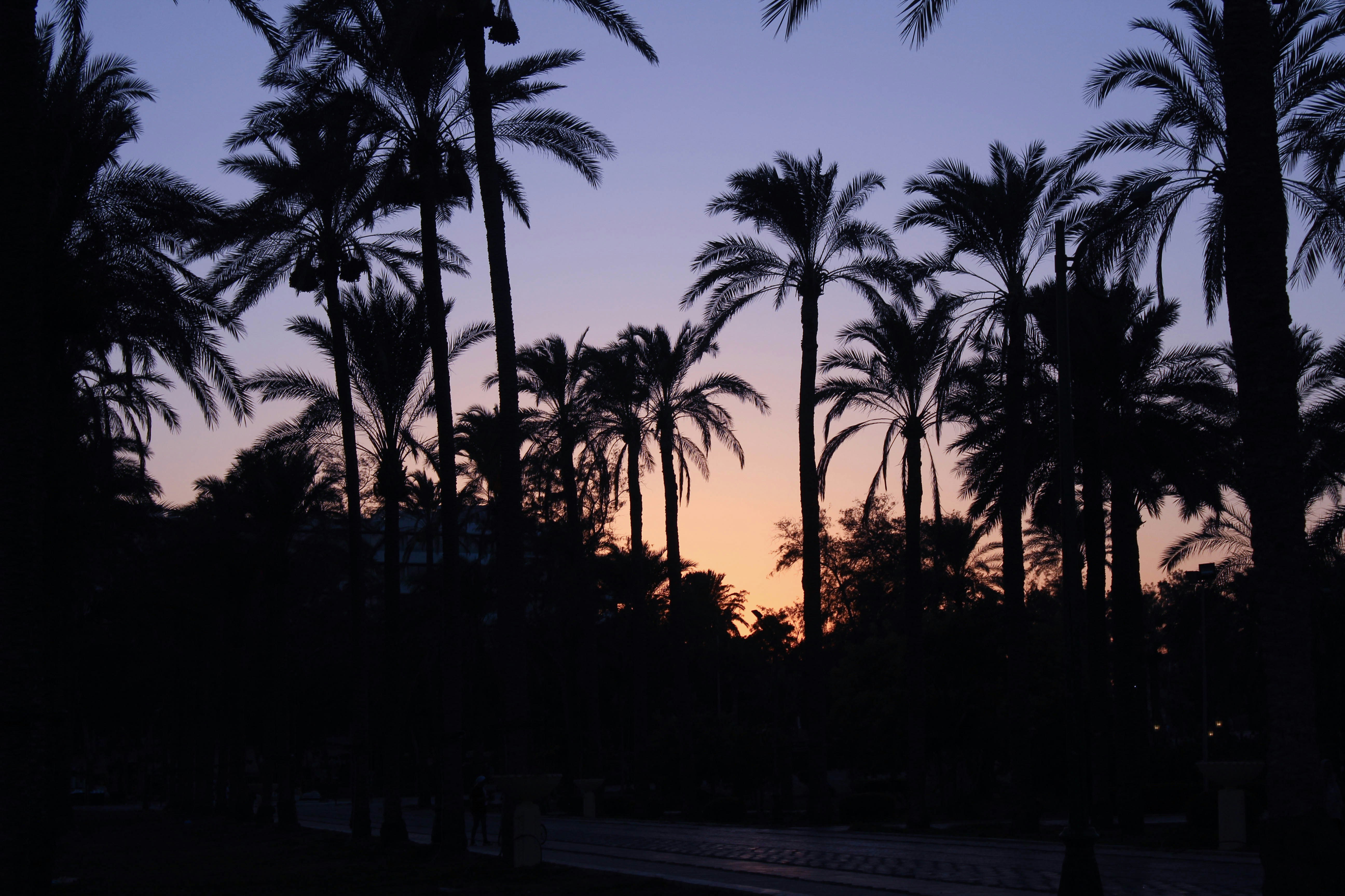 palm trees are silhouetted against a sunset sky