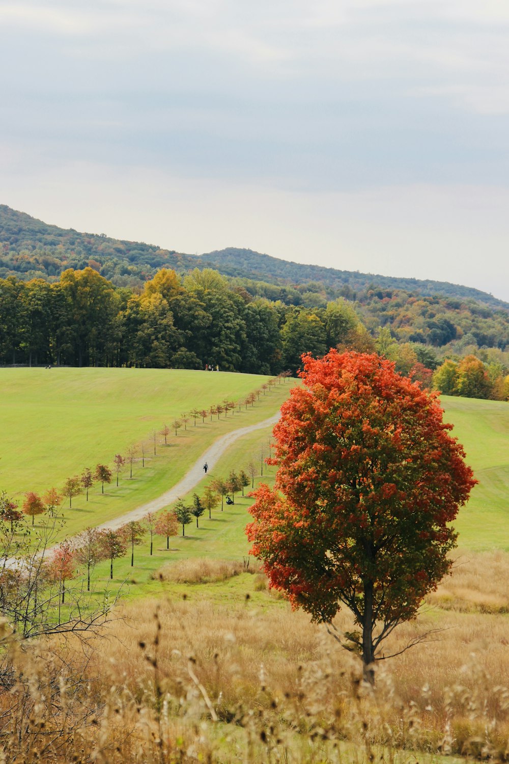 a tree in a field with a dirt road in the background