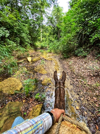 A person rides on the back of a donkey along a narrow, muddy trail surrounded by dense, green foliage and trees. The trail is lined with small rocks and patches of wet leaves.