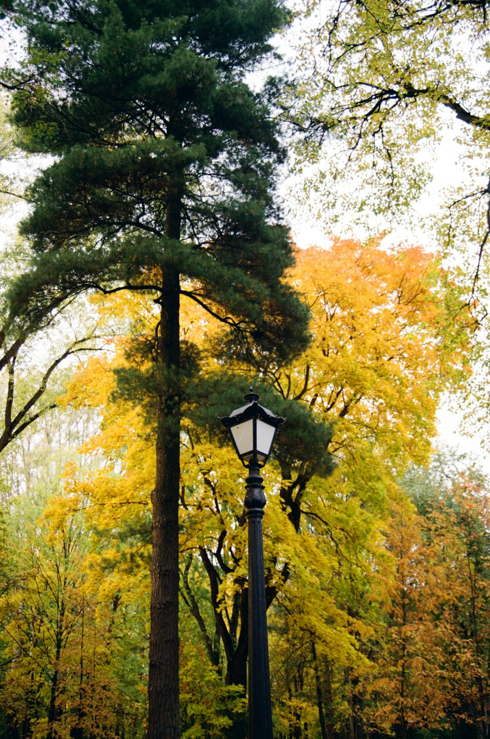 a lamp post in the middle of a park