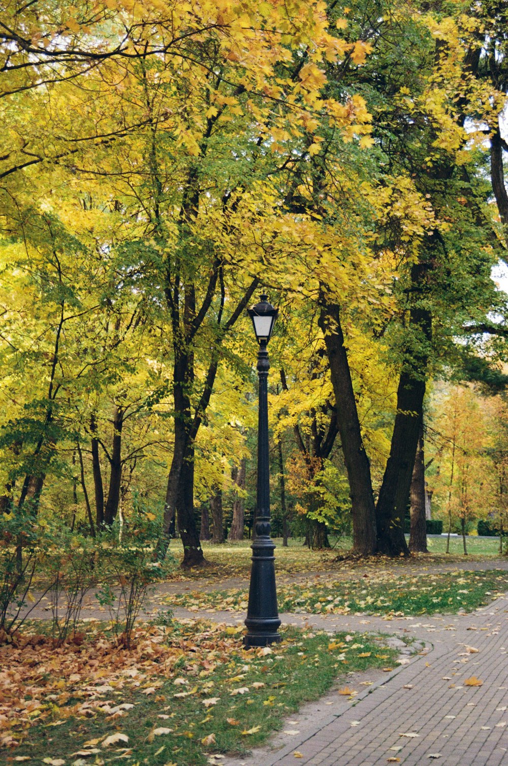 a lamp post in a park surrounded by trees