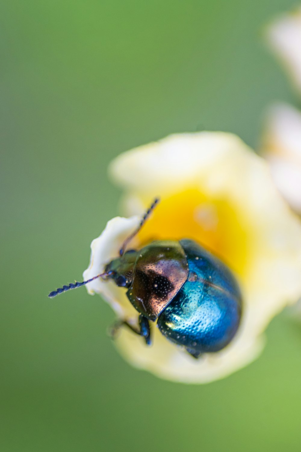 a close up of a bug on a flower