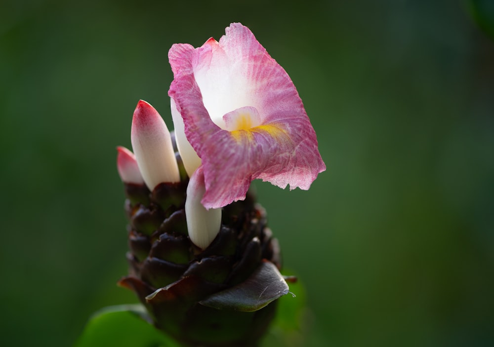 a pink and white flower with a yellow center