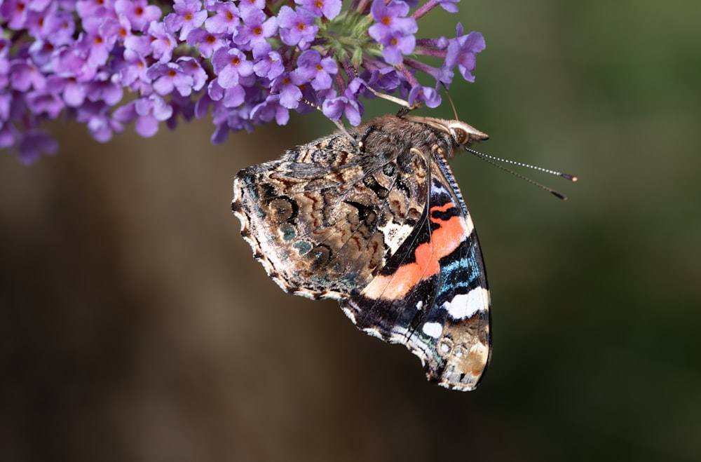 a close up of a butterfly on a flower