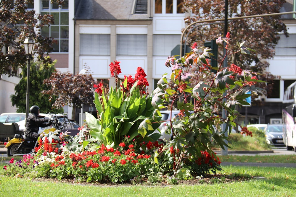 a bunch of flowers that are in the grass