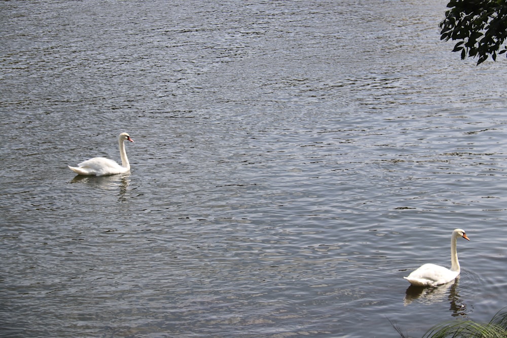 ein paar Schwäne, die in einem See schwimmen