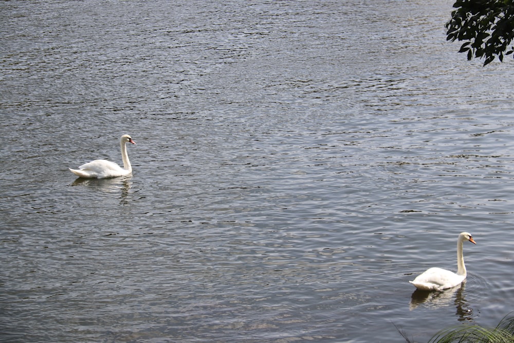 a couple of swans swimming in a lake