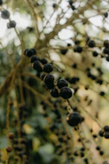 a bunch of berries hanging from a tree