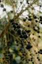 a bunch of berries hanging from a tree