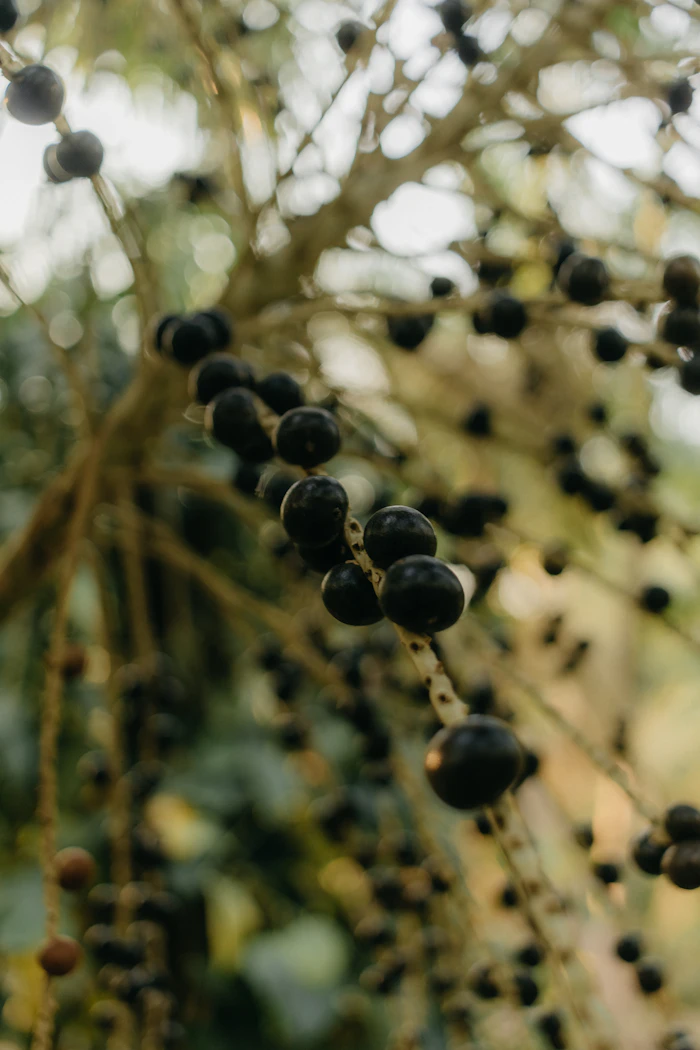 Cacho de açaí roxo maduro em close, típico da floresta amazônica