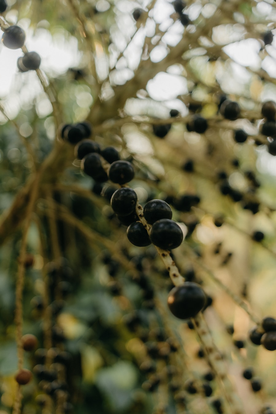 Açaí berries on palm tree, Pará Brazil