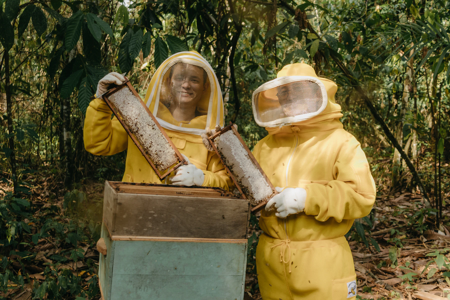 Two beekeepers in yellow suits and veils each holding a frame over an open hive box in a green forest
