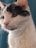A close-up of a cat with white and black fur, showing its whiskers and alert expression. The cat's eyes are clear and focused, and it has a pink nose.