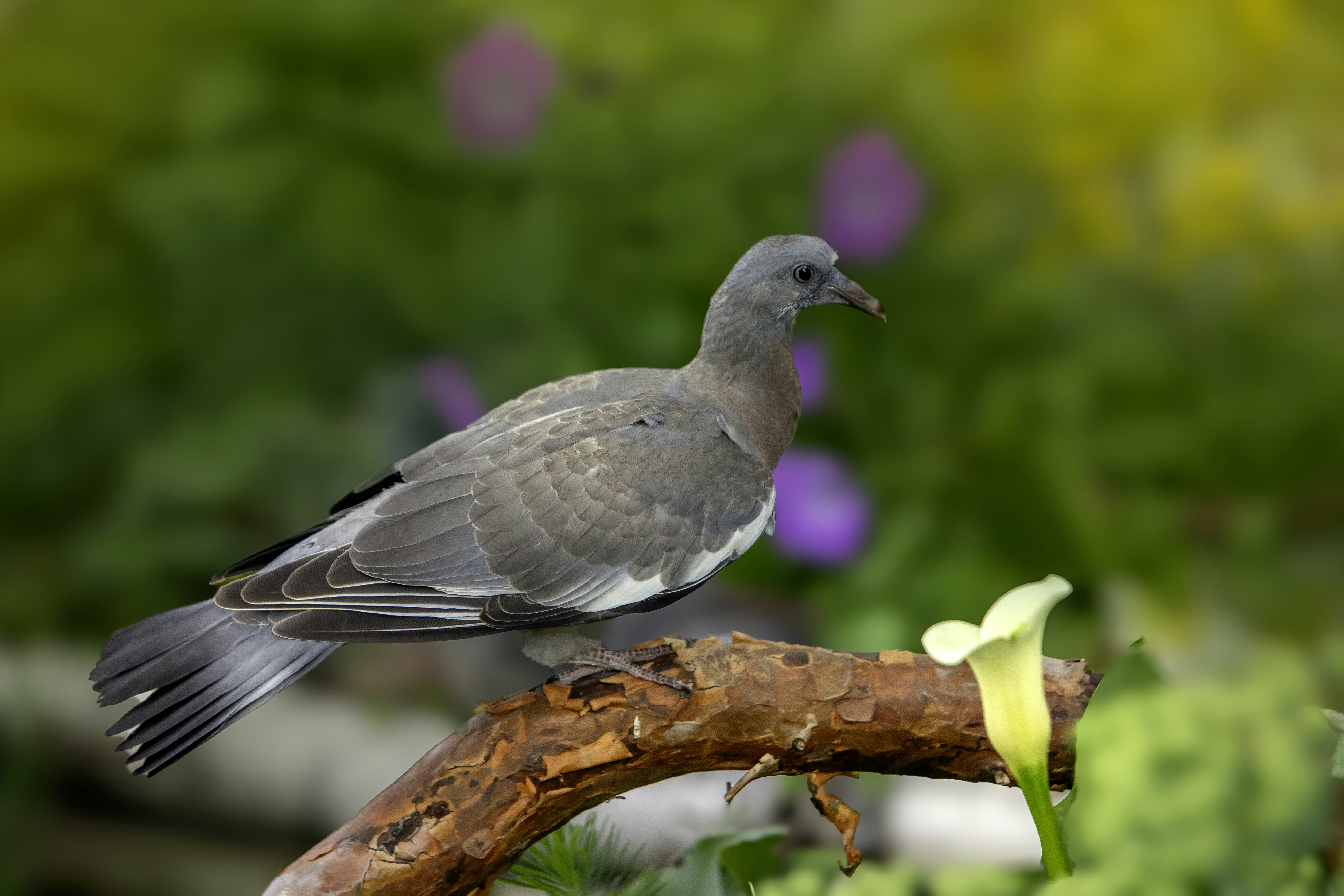 Photo by erik_karits