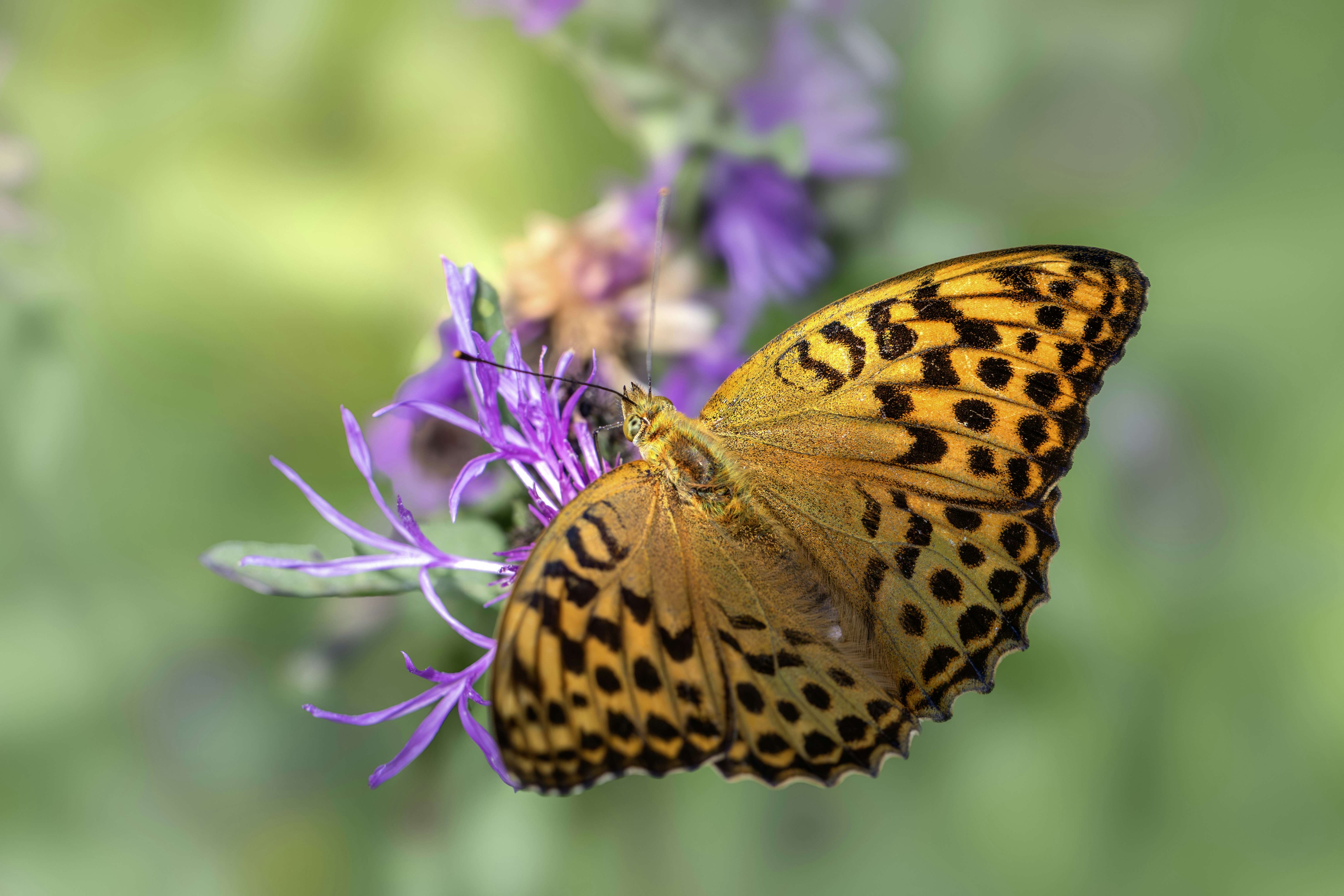 Photo by erik_karits