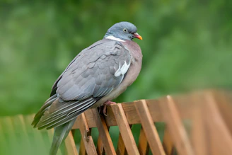 Colorful identification rings for messenger pigeons arranged neatly on a wooden table.