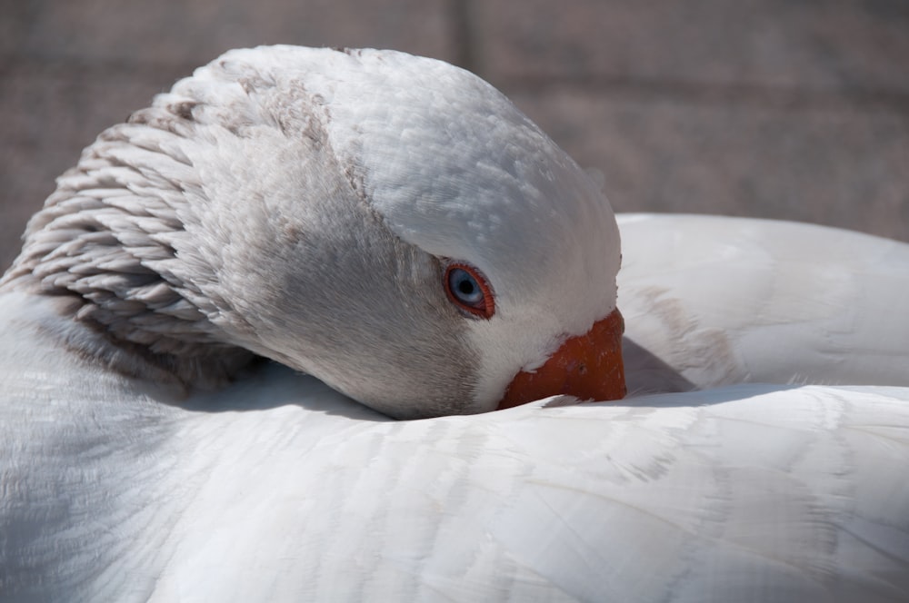 a close up of a white duck with a red beak