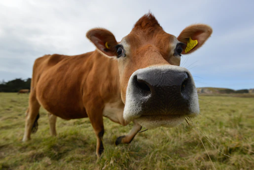 a brown cow standing on top of a lush green field