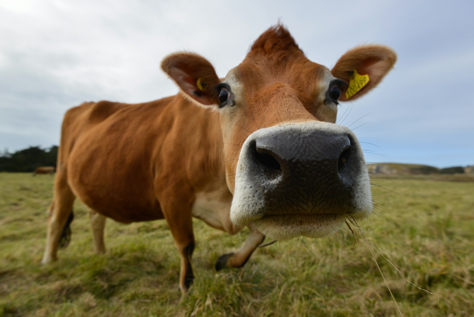 a brown cow standing on top of a lush green field