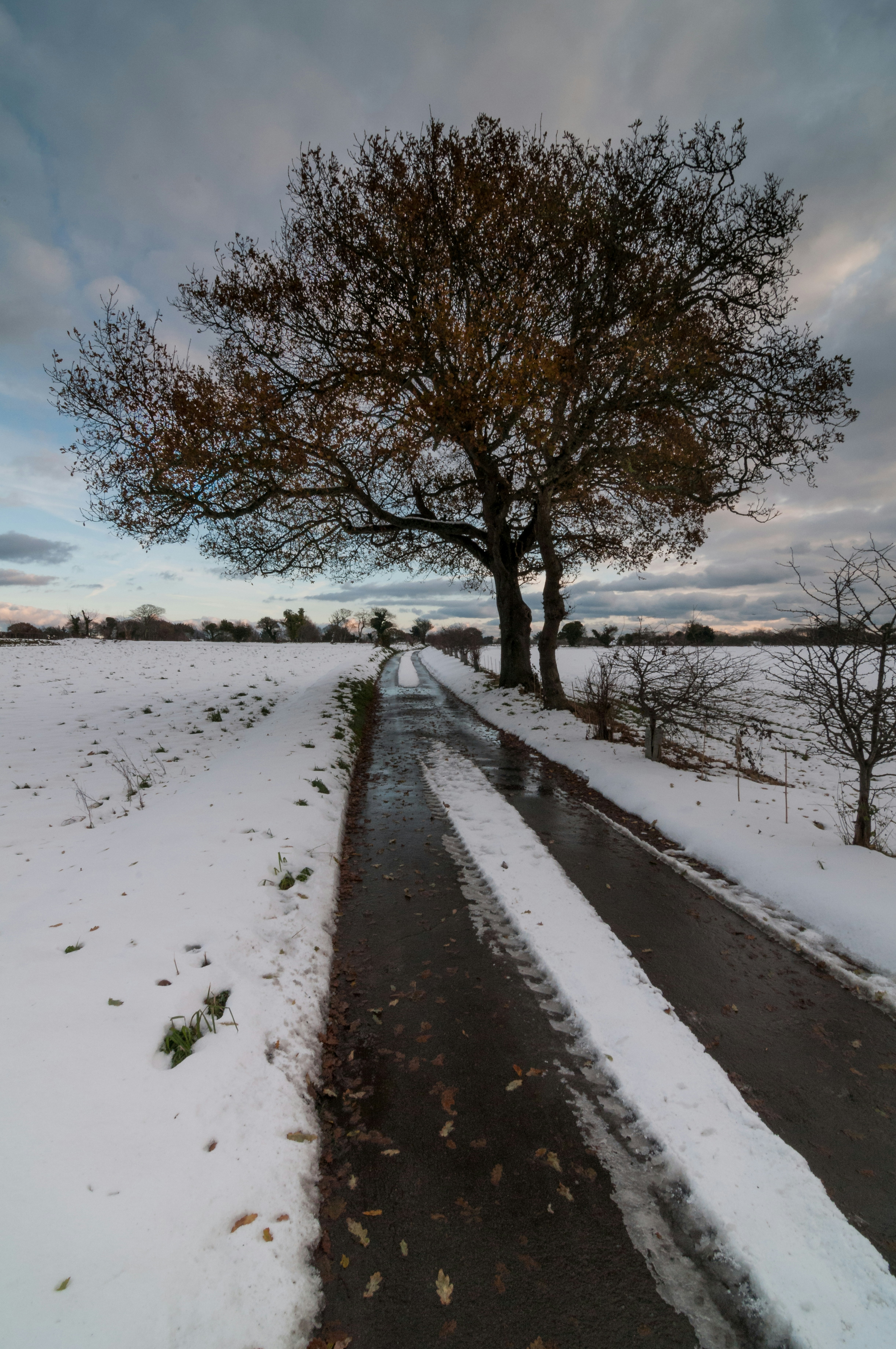 A lone tree stands in the middle of a snowy field photo – Free Grey ...