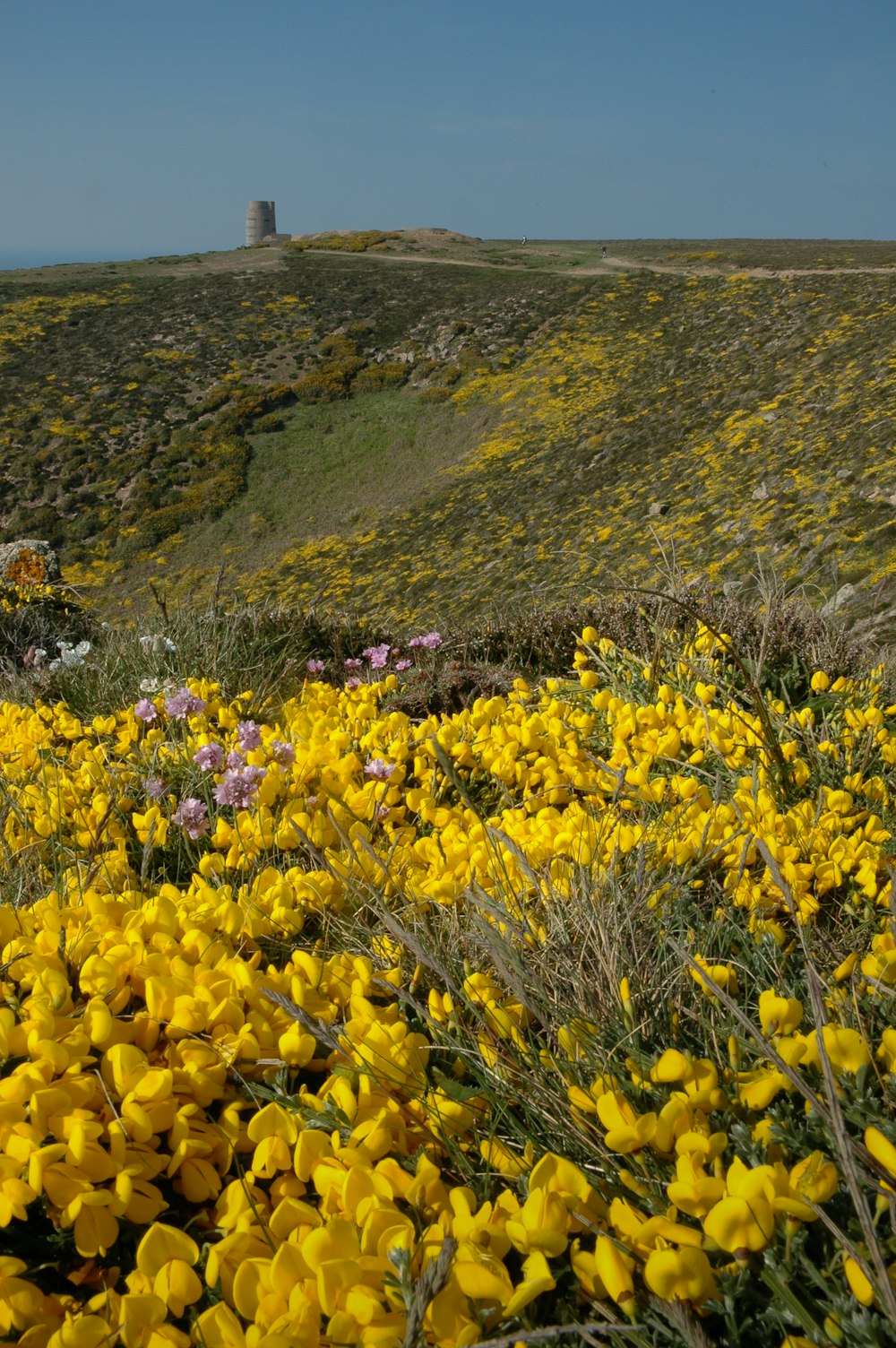 un campo di fiori gialli con una torre sullo sfondo
