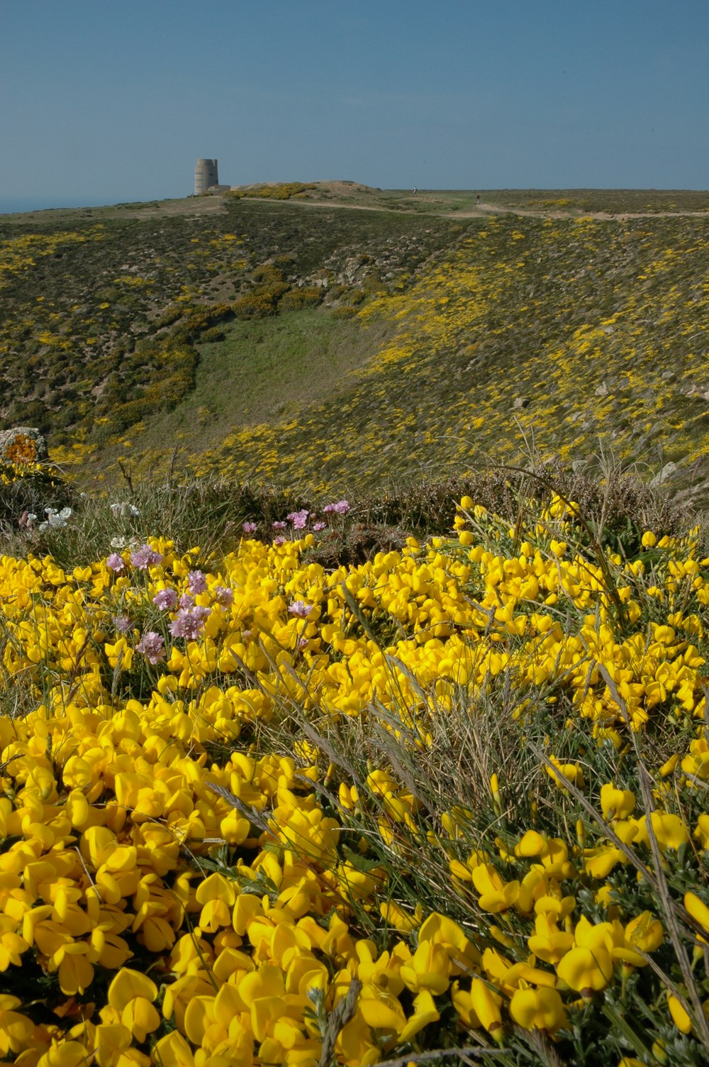 a field of yellow flowers with a tower in the background