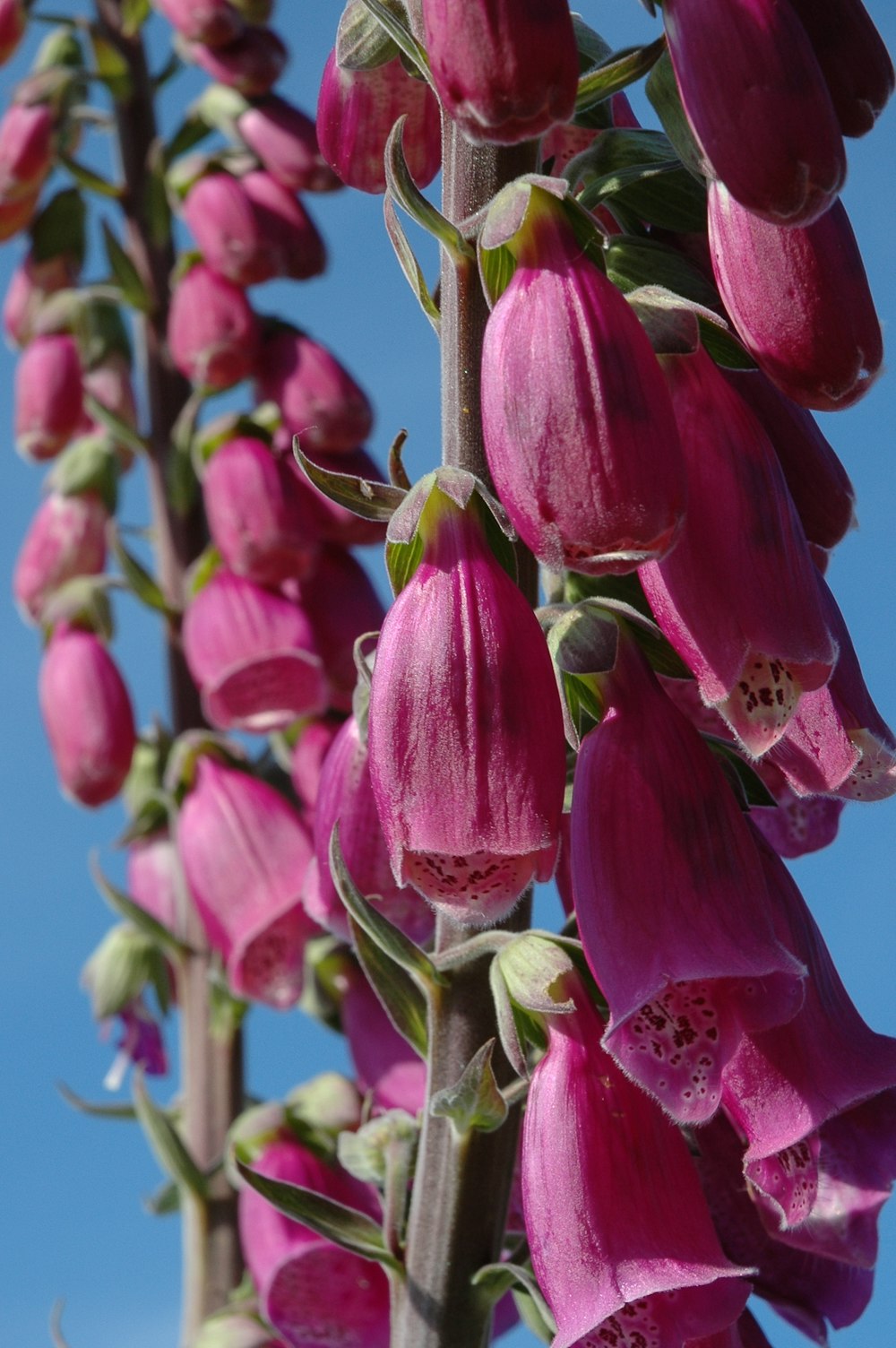 a close up of pink flowers on a plant