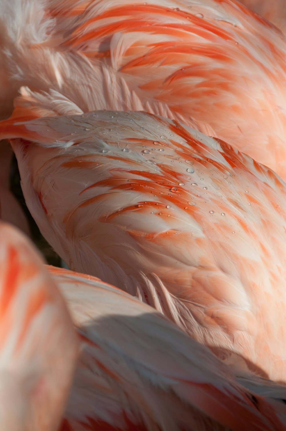 Un grupo de flamencos parados uno al lado del otro