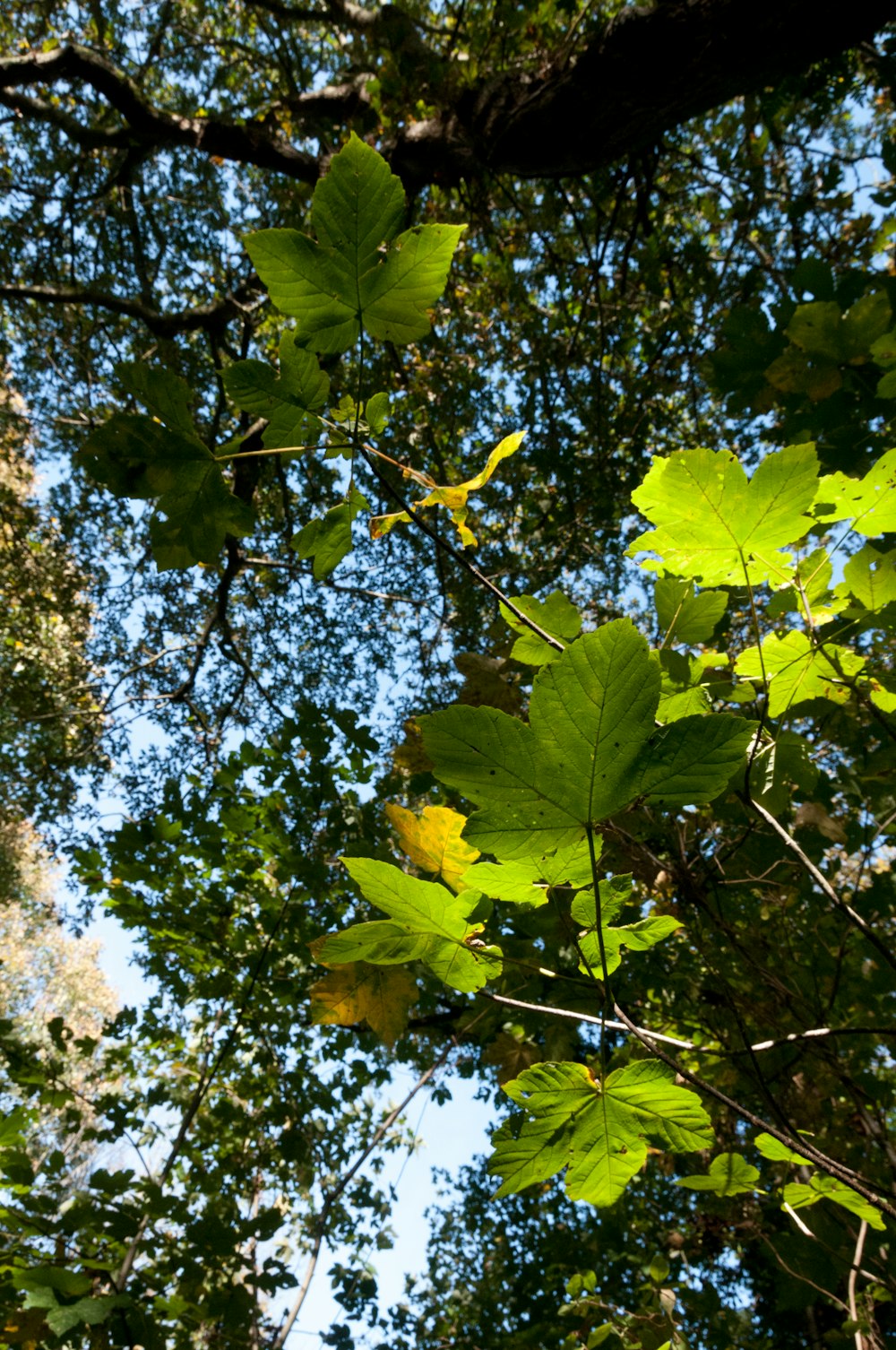 looking up at the leaves of a tree in a forest