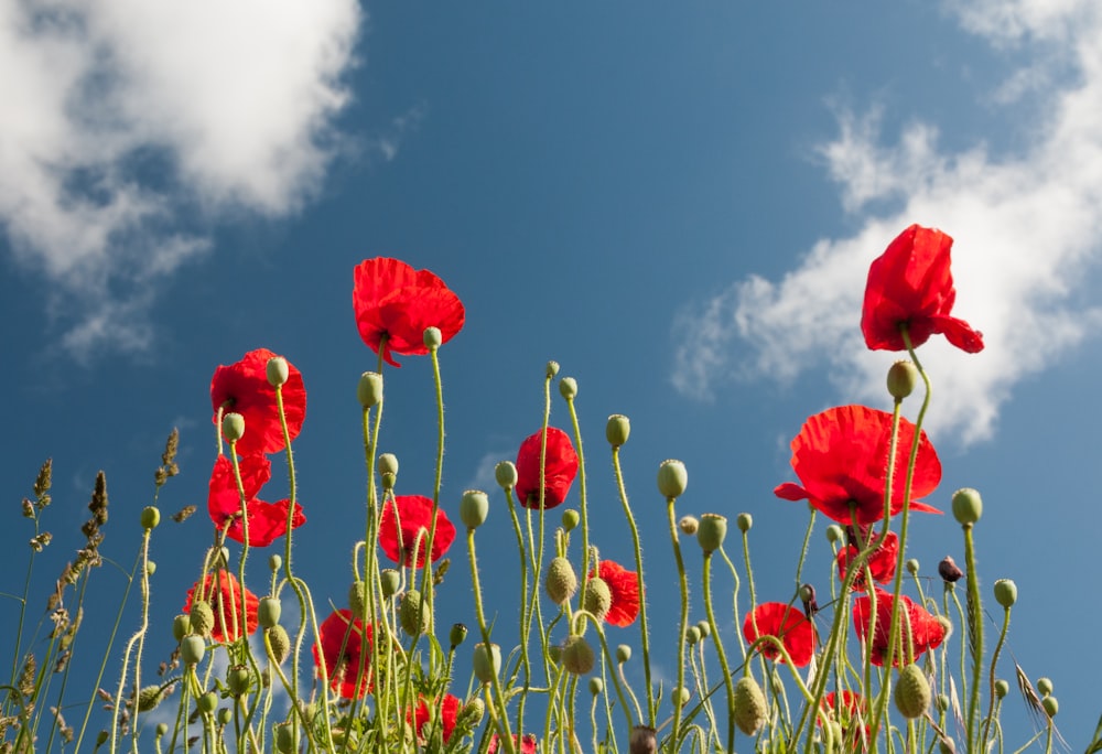 a field of red flowers with a blue sky in the background