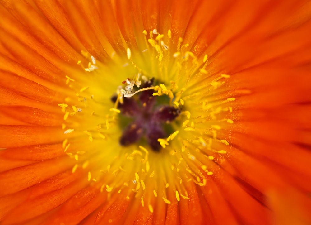 the center of an orange flower with yellow stamen