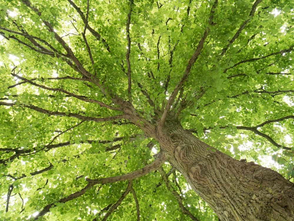 緑の葉が茂った木を見上げる