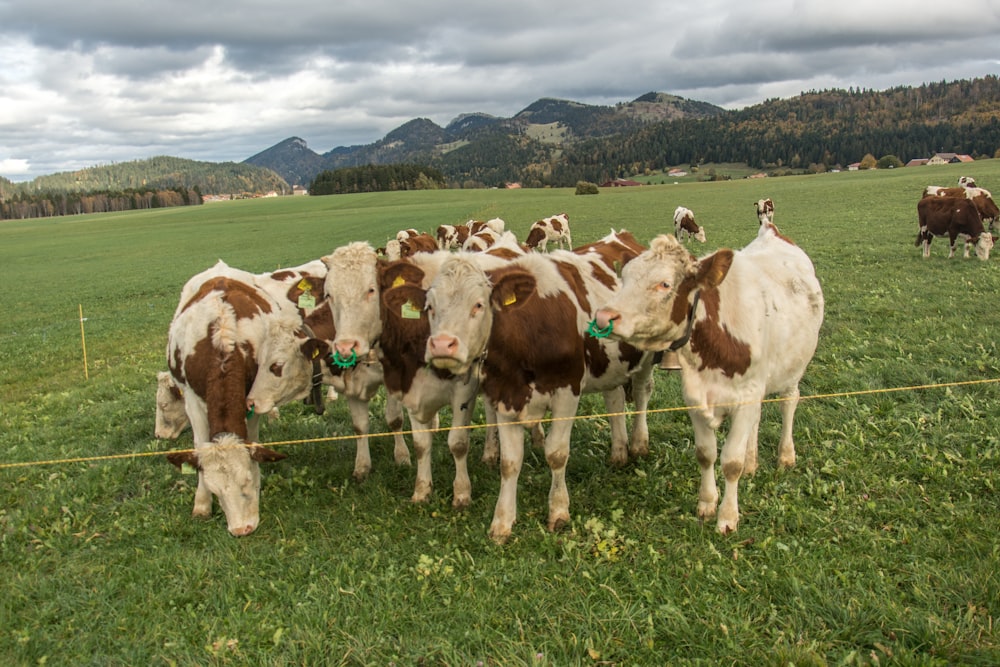 a herd of cows standing on top of a lush green field