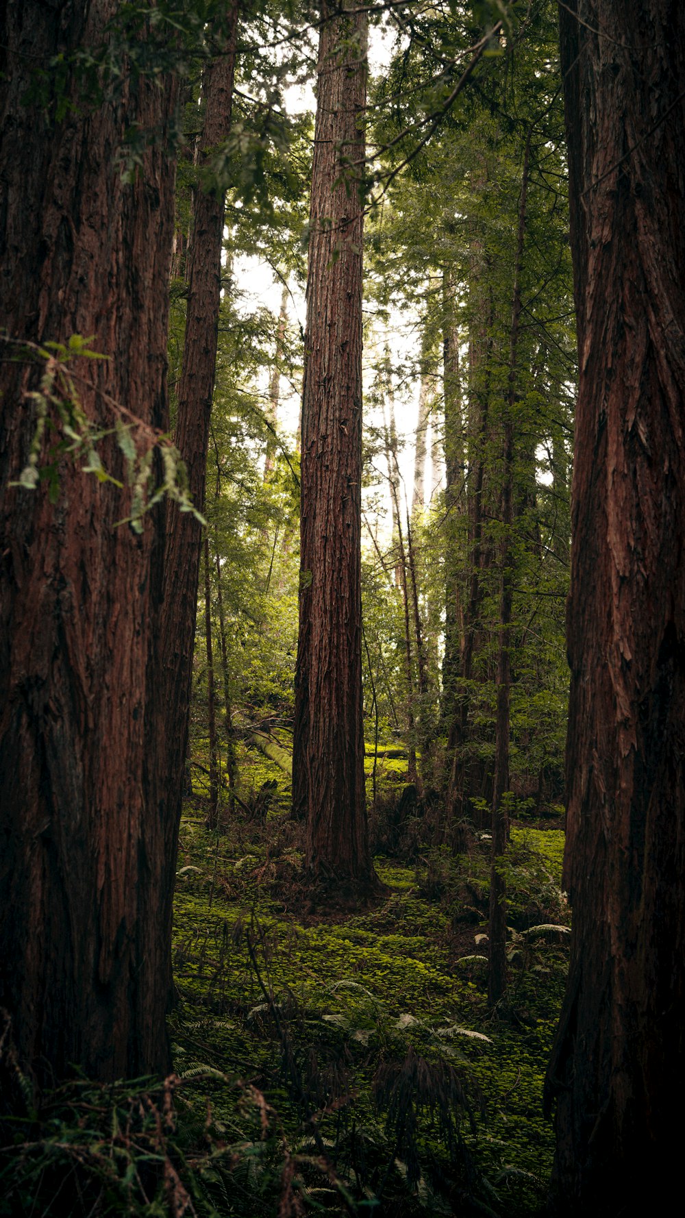 a forest filled with lots of tall trees