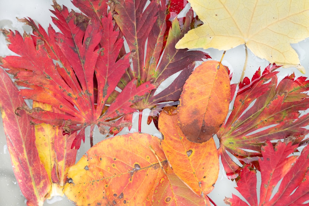 a bunch of leaves that are laying on the ground