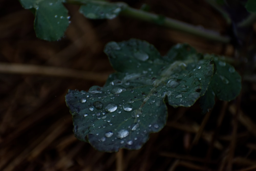 a green leaf with drops of water on it