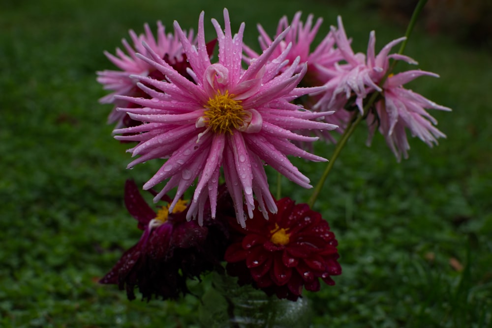 a bunch of flowers that are sitting in the grass