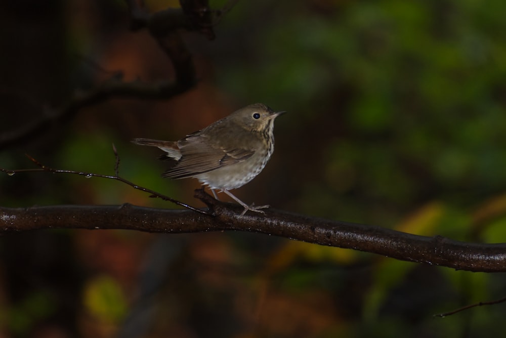 a small bird perched on a tree branch