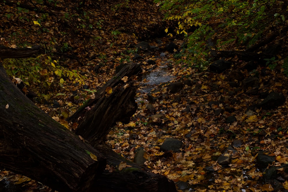 a stream running through a forest filled with leaves