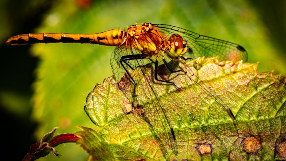 a close up of a dragon fly on a leaf