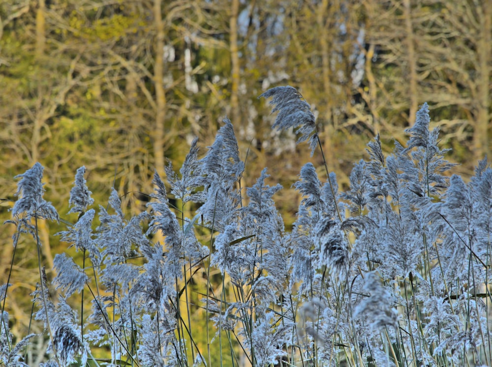 un bouquet de fleurs bleues devant des arbres